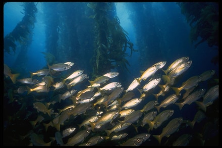 main photo of Fish in Seaweed