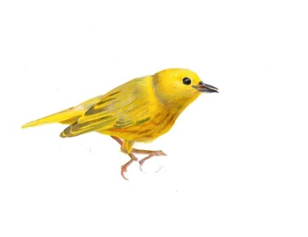 main photo of LINJOA-Yellow Warbler DF