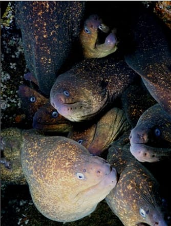 main photo of Fish Underwater Photo