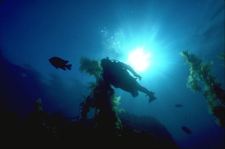main photo of Underwater Photograph