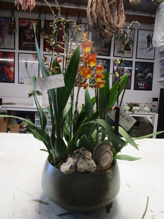main photo of Fresh Floral Orchid Planter with Mineral Accents