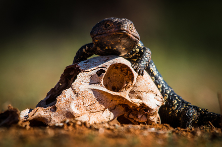 main photo of Shingleback