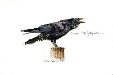 main photo of Unframed Prints Raven 2