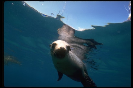 main photo of Underwater Seal Portrait