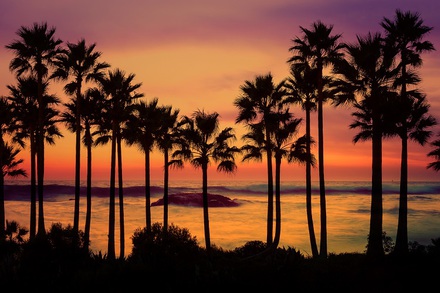 main photo of Palm Trees Sunset Beach