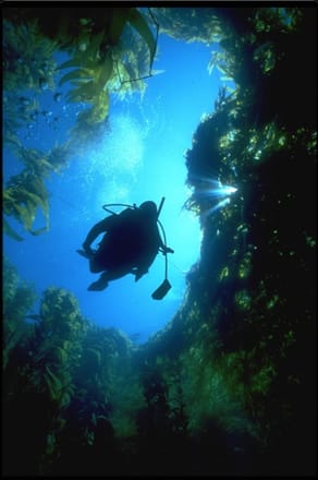 main photo of Diver in Kelp Photo