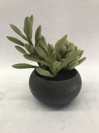 main photo of Potted Succulents