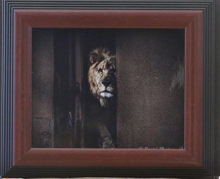 main photo of Lion Emerges from Building Photo