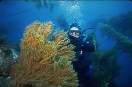 main photo of Underwater Photograph