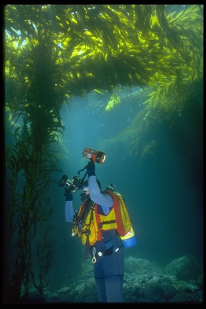 main photo of Underwater Scuba Diver