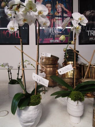 main photo of Fresh Floral Orchid Planter