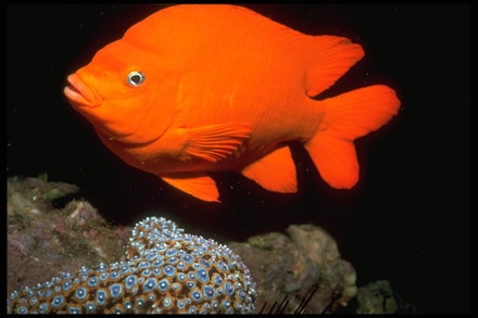 main photo of Underwater Fish Photo