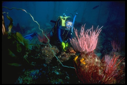 main photo of Underwater Plants