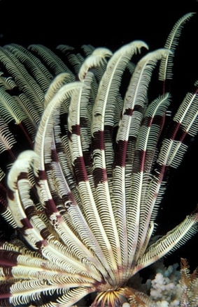 main photo of Underwater Sea Plant