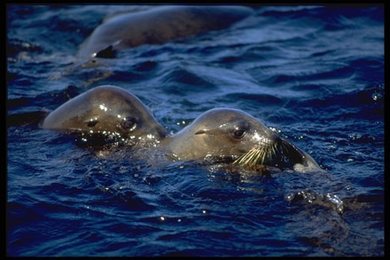 main photo of Seal Photograph