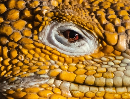 main photo of Reptile Photo digital image