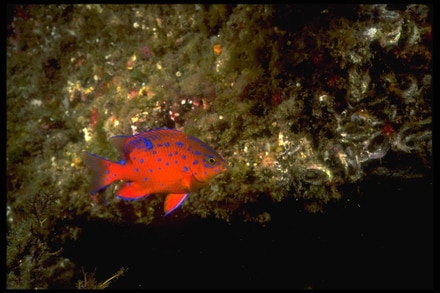 main photo of Underwater Reef Fish