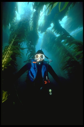 main photo of Ocean Diver in Kelp