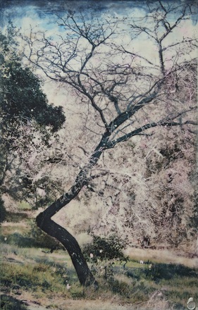 main photo of Lone tree