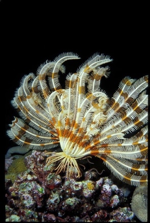 main photo of Sea Creature Photograph