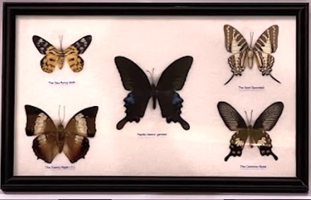 main photo of 5 Butterflies III