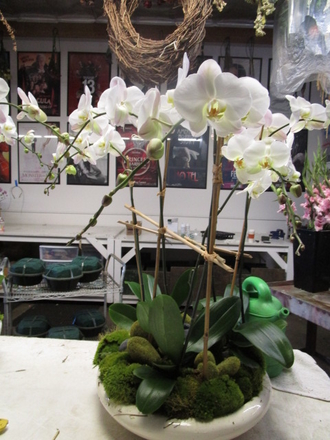 main photo of Fresh Floral Large Orchid Planter