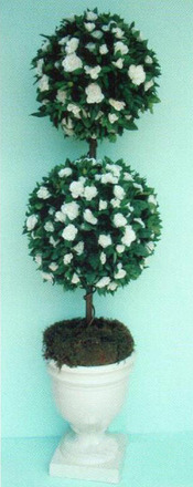 main photo of Double Ball Gardenia Topiary. 4 available