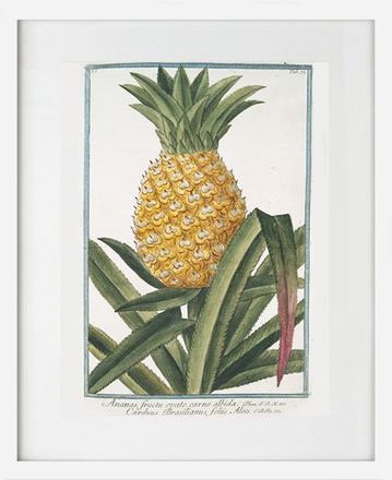 main photo of MISART-Botanical Print-Pineapple
