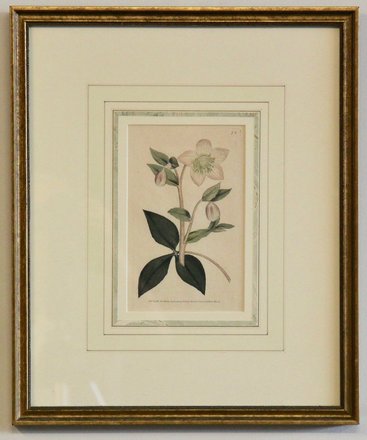 main photo of Gilt Framed Botanical
