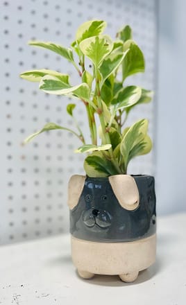 main photo of Small Live Plant