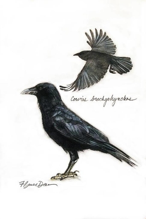 main photo of Unframed Prints Raven