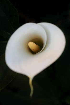 main photo of Flower