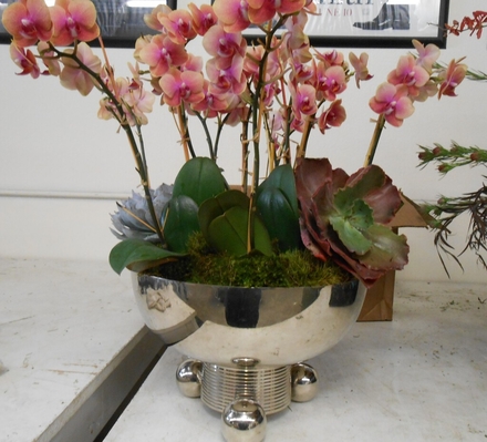 main photo of Fresh Floral Orchid Planter in Deco Bowl