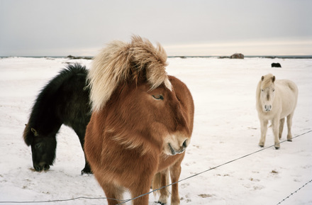 main photo of GRAKRI-Icelandic Horses DF