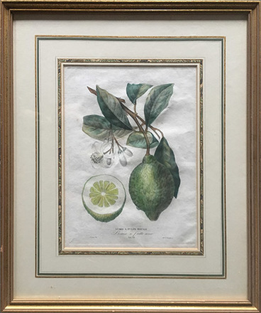 main photo of MISART-Botanical Print-Lime