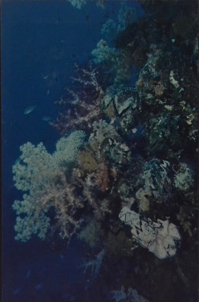 main photo of Coral and Fish Underwater Photo