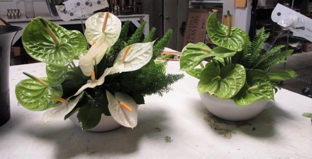 main photo of Fresh Floral Anthurium arrangements
