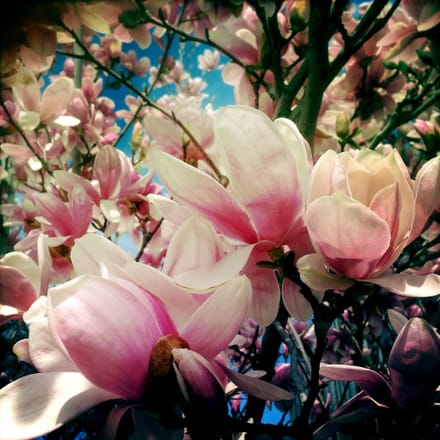 main photo of RANABB-Magnolias 2