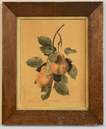 main photo of Antique Pears