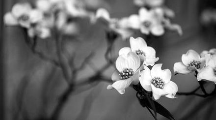 main photo of AVIDAV-Spring Flowers DF