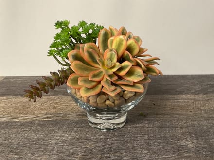 main photo of Succulents in Glass Bowl
