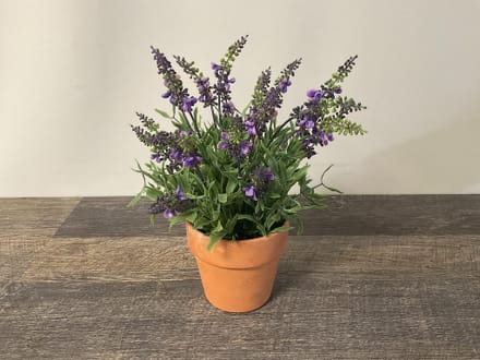 main photo of Lavender in Pot