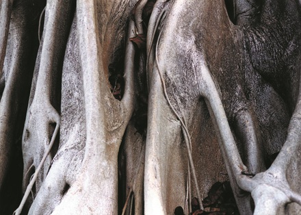 main photo of Tree trunk
