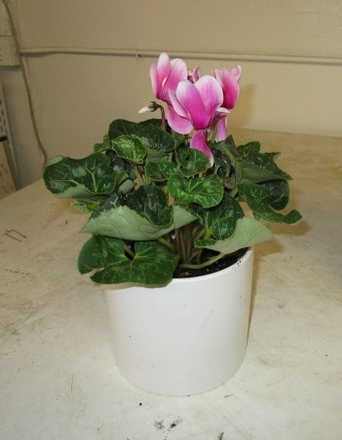 main photo of Fresh Floral Cyclamen Plant