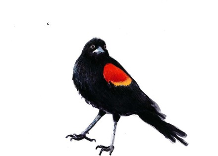 main photo of LINJOA-Redwinged Blackbird DF