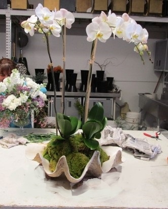 main photo of Fresh Floral Giant Clam Orchid Planter