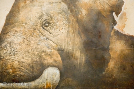main photo of SUAALI-African Elephant Eye DF