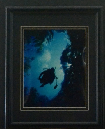 main photo of Diver in Kelp Photo
