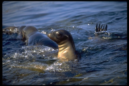 main photo of Ocean Seals Photo