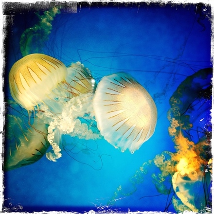 main photo of RANABB-Jellyfish 8 DF